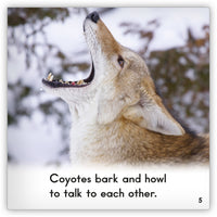 Coyote from Zoozoo Animal World