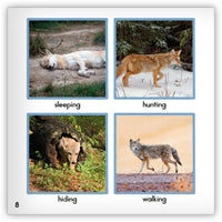 Coyote from Zoozoo Animal World