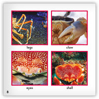 Crab from Zoozoo Animal World