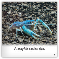 Crayfish from Zoozoo Animal World