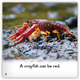 Crayfish from Zoozoo Animal World