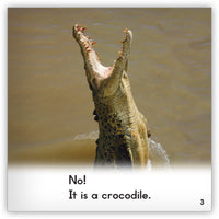 Crocodile from Zoozoo Animal World