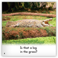 Crocodile from Zoozoo Animal World