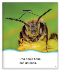 Cuenta con las abejas