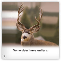 Deer from Zoozoo Animal World