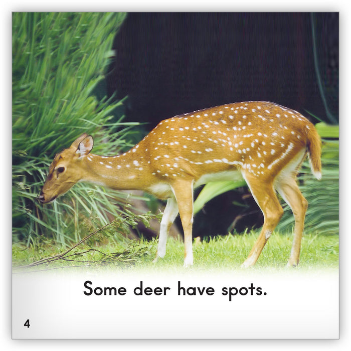 Deer from Zoozoo Animal World
