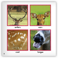 Deer from Zoozoo Animal World