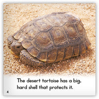 Desert Tortoise from Zoozoo Animal World