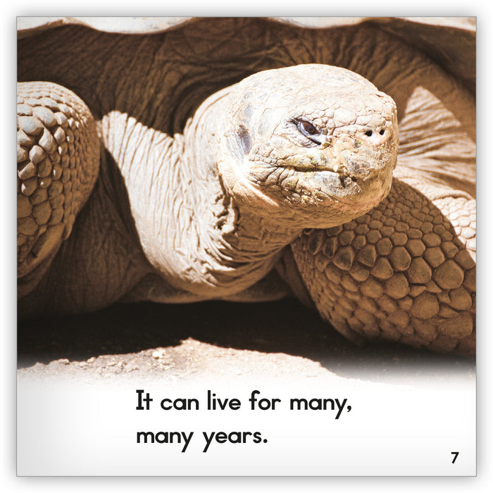 Desert Tortoise from Zoozoo Animal World