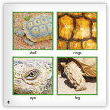 Desert Tortoise from Zoozoo Animal World
