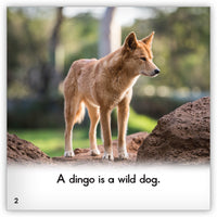 Dingo from Zoozoo Animal World