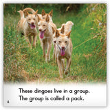 Dingo from Zoozoo Animal World
