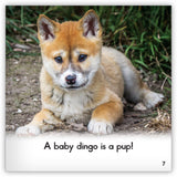 Dingo from Zoozoo Animal World