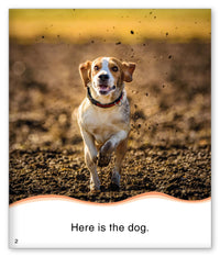 Dog Bath from Kid Lit