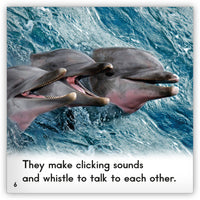 Dolphin from Zoozoo Animal World