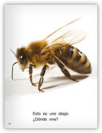 ¿Dónde vive? from Colección Caleidoscopio