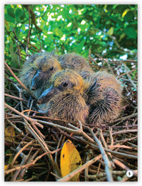 ¿Dónde viven los animales?