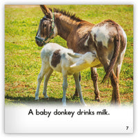 Donkey from Zoozoo Animal World