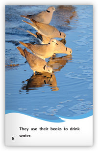 Doves Big Book from Fables & the Real World