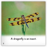Dragonfly from Zoozoo Animal World