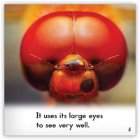 Dragonfly Leveled Book