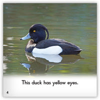 Duck from Zoozoo Animal World