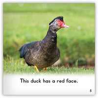 Duck from Zoozoo Animal World