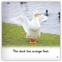 Duck from Zoozoo Animal World