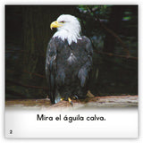 El águila calva from Zoozoo Mundo Animal