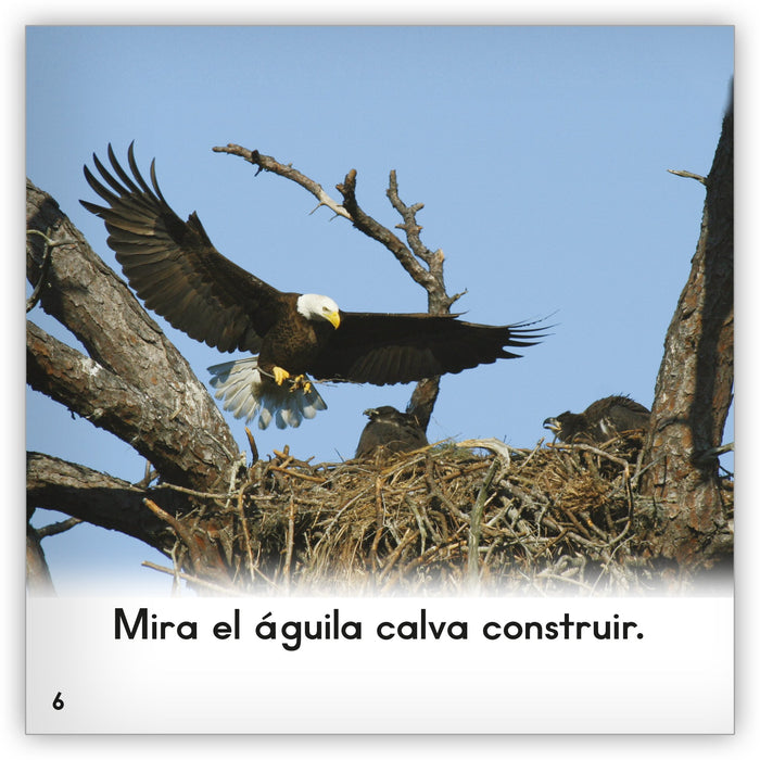 El águila calva from Zoozoo Mundo Animal