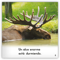 El alce from Zoozoo Mundo Animal