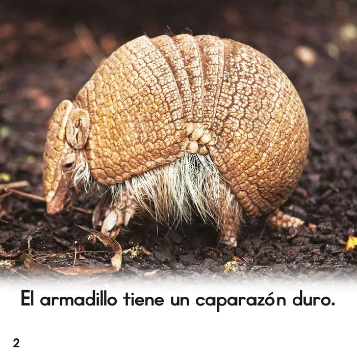 El armadillo from Zoozoo Mundo Animal