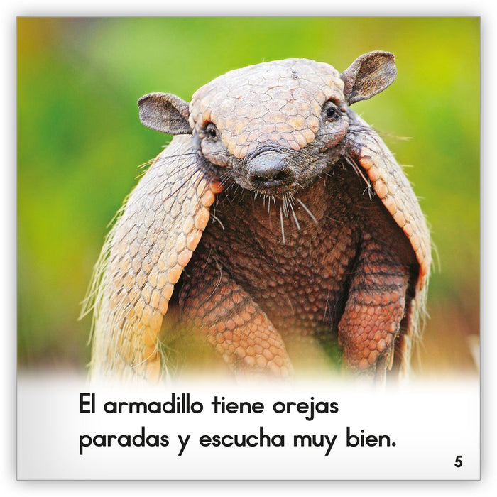 El armadillo from Zoozoo Mundo Animal