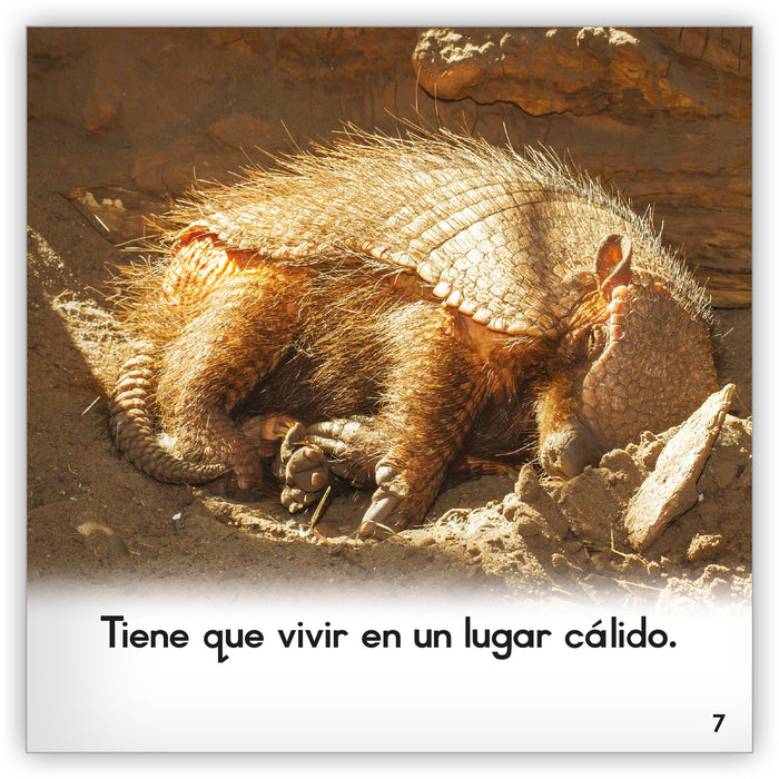 El armadillo from Zoozoo Mundo Animal