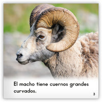 El borrego cimarrón from Zoozoo Mundo Animal