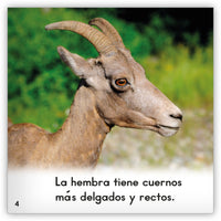 El borrego cimarrón from Zoozoo Mundo Animal