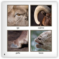 El borrego cimarrón from Zoozoo Mundo Animal