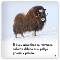 El buey almizclero from Zoozoo Mundo Animal