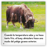 El buey almizclero from Zoozoo Mundo Animal