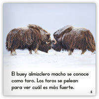 El buey almizclero from Zoozoo Mundo Animal