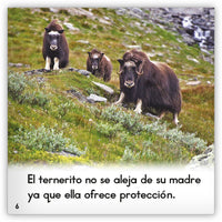 El buey almizclero from Zoozoo Mundo Animal