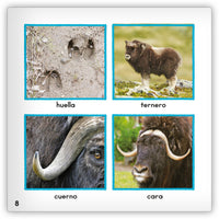 El buey almizclero from Zoozoo Mundo Animal