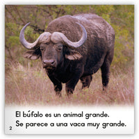 El búfalo from Zoozoo Mundo Animal