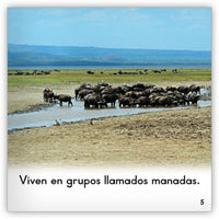 El búfalo from Zoozoo Mundo Animal