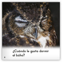 El búho from Zoozoo Mundo Animal