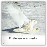 El búho nival from Zoozoo Mundo Animal