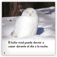 El búho nival from Zoozoo Mundo Animal