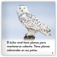 El búho nival from Zoozoo Mundo Animal