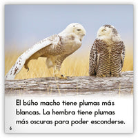 El búho nival from Zoozoo Mundo Animal