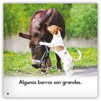 El burro from Zoozoo Mundo Animal